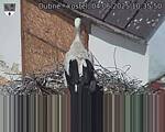 Capi_Dubne_20250604_103550.jpg