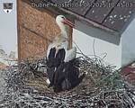 Capi_Dubne_20250604_104503.jpg