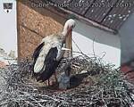 Capi_Dubne_20250604_122003.jpg