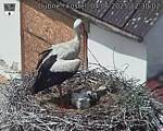 Capi_Dubne_20250604_123002.jpg