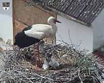 Capi_Dubne_20250604_144003.jpg