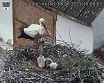 Capi_Dubne_20250604_150002.jpg