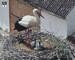Capi_Dubne_20250604_151004.jpg