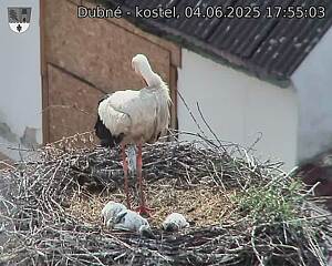 Capi_Dubne_20250604_175503.jpg (1350 x 1080)