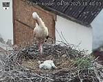 Capi_Dubne_20250604_184003.jpg