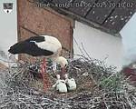 Capi_Dubne_20250604_201002.jpg