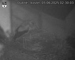 Capi_Dubne_20250605_023003.jpg