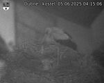 Capi_Dubne_20250605_041506.jpg