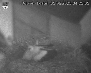 Capi_Dubne_20250605_042505.jpg (1350 x 1080)