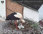 Capi_Dubne_20250605_054503.jpg