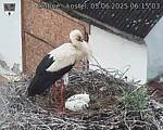 Capi_Dubne_20250605_061503.jpg
