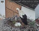 Capi_Dubne_20250605_073004.jpg