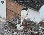 Capi_Dubne_20250605_082503.jpg