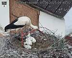 Capi_Dubne_20250605_094002.jpg