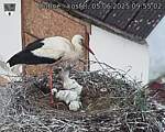 Capi_Dubne_20250605_095502.jpg