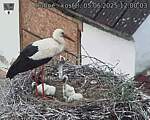 Capi_Dubne_20250605_120003.jpg