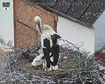 Capi_Dubne_20250605_121503.jpg