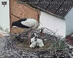 Capi_Dubne_20250605_123003.jpg