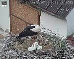 Capi_Dubne_20250605_131003.jpg