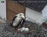 Capi_Dubne_20250605_134502.jpg