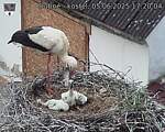 Capi_Dubne_20250605_172004.jpg