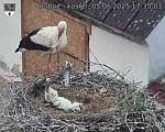 Capi_Dubne_20250605_173503.jpg