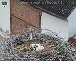 Capi_Dubne_20250605_190004.jpg