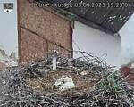 Capi_Dubne_20250605_192504.jpg
