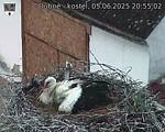 Capi_Dubne_20250605_205502.jpg