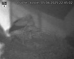 Capi_Dubne_20250605_224502.jpg
