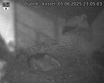 Capi_Dubne_20250605_230503.jpg