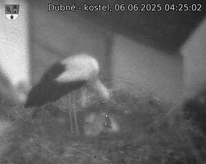 Capi_Dubne_20250606_042502.jpg (1350 x 1080)