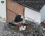 Capi_Dubne_20250606_065502.jpg