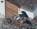 Capi_Dubne_20250606_112004.jpg