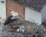 Capi_Dubne_20250606_142502.jpg