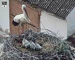 Capi_Dubne_20250606_155003.jpg