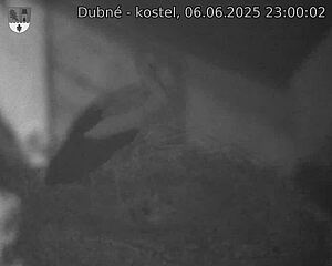 Capi_Dubne_20250606_230002.jpg (1350 x 1080)