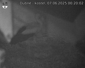 Capi_Dubne_20250607_002002.jpg (1350 x 1080)