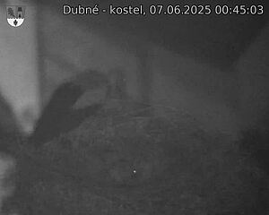 Capi_Dubne_20250607_004503.jpg (1350 x 1080)