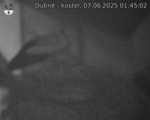 Capi_Dubne_20250607_014502.jpg (1350 x 1080)