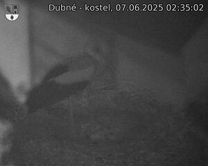 Capi_Dubne_20250607_023502.jpg (1350 x 1080)