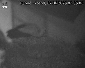Capi_Dubne_20250607_033503.jpg (1350 x 1080)