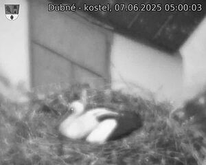 Capi_Dubne_20250607_050003.jpg (1350 x 1080)