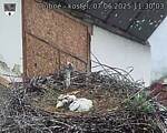 Capi_Dubne_20250607_113003.jpg