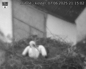 Capi_Dubne_20250607_211502.jpg (1350 x 1080)