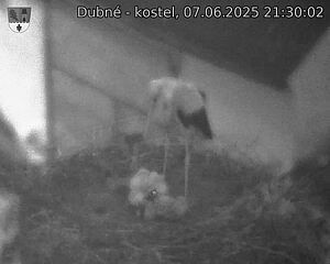 Capi_Dubne_20250607_213002.jpg (1350 x 1080)
