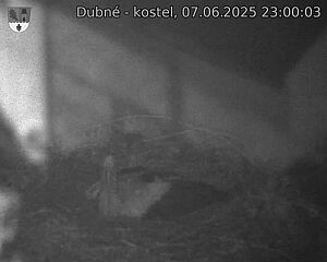 Capi_Dubne_20250607_230003.jpg (1350 x 1080)