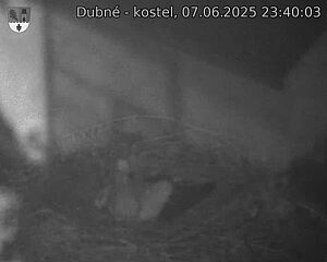 Capi_Dubne_20250607_234003.jpg (1350 x 1080)