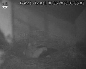 Capi_Dubne_20250608_010502.jpg (1350 x 1080)
