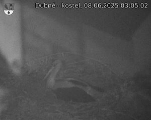 Capi_Dubne_20250608_030502.jpg (1350 x 1080)
